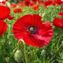 Load image into Gallery viewer, Organic Non-GMO Poppy Flanders
