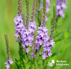 Native Wildflower Hoary Vervain Seeds
