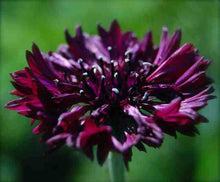 Load image into Gallery viewer, Organic Non-GMO Cornflower Black Seeds