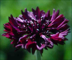 Organic Non-GMO Cornflower Black Seeds