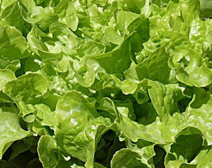 Organic Non-GMO Vivian Romaine Lettuce Seeds