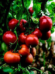 Organic Non-GMO St.Pierre Tomato Seeds