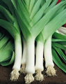 Load image into Gallery viewer, Organic Non-GMO Leek Broad London (American Flag) Seeds