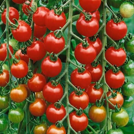 Organic Non-GMO Gardener's Delight Cherry Tomato