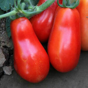 Organic non-GMO San Marzano Paste Tomato Seeds
