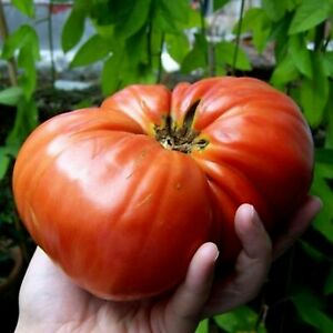 Organic Non-GMO Watermelon Beefsteak Tomato Seeds