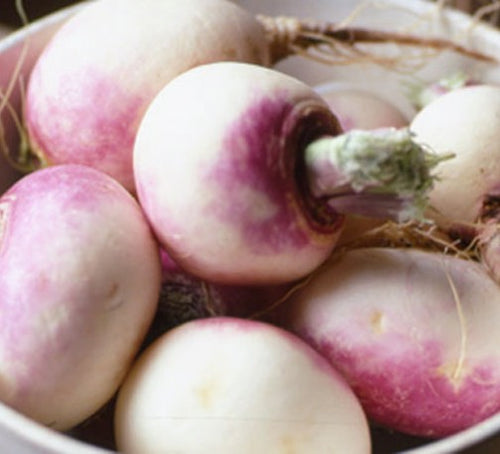 Organic Non-GMO Purple Top White Globe Turnip